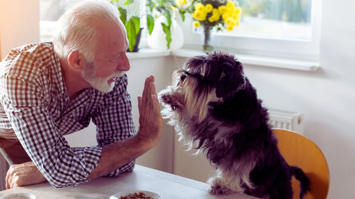 Pet Sitting and Dog Walking