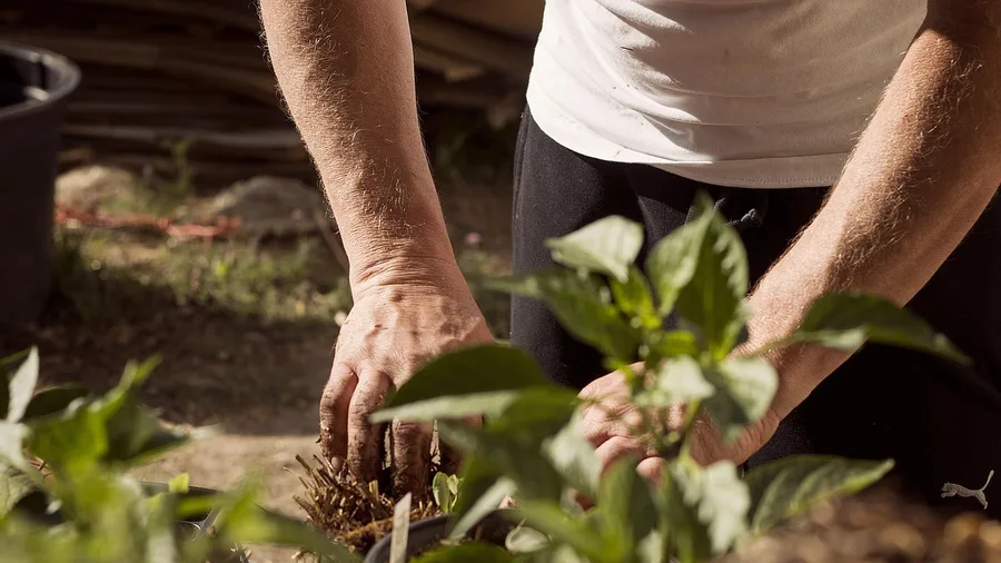 Garden Consultations for New Homeowners