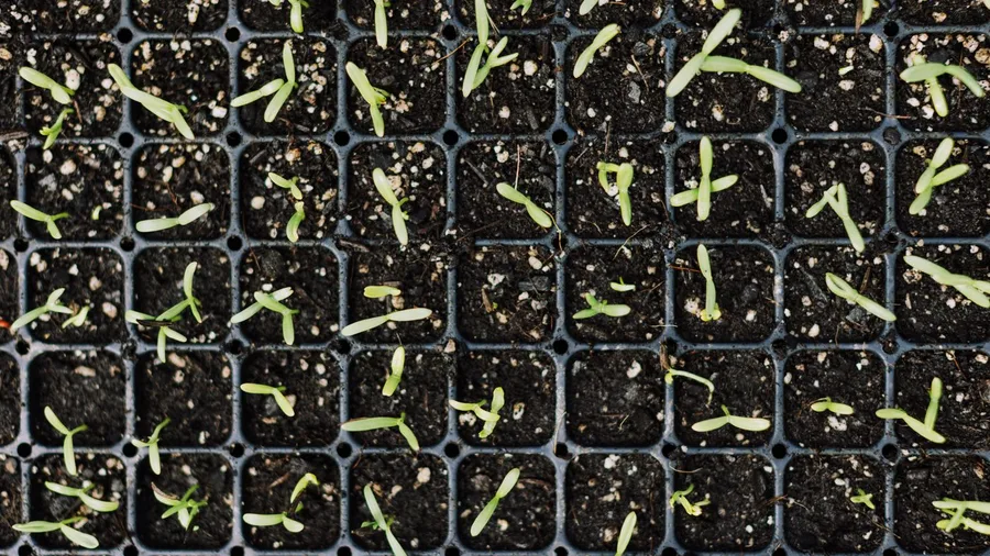 Garden Seedling Sales at Spring Markets