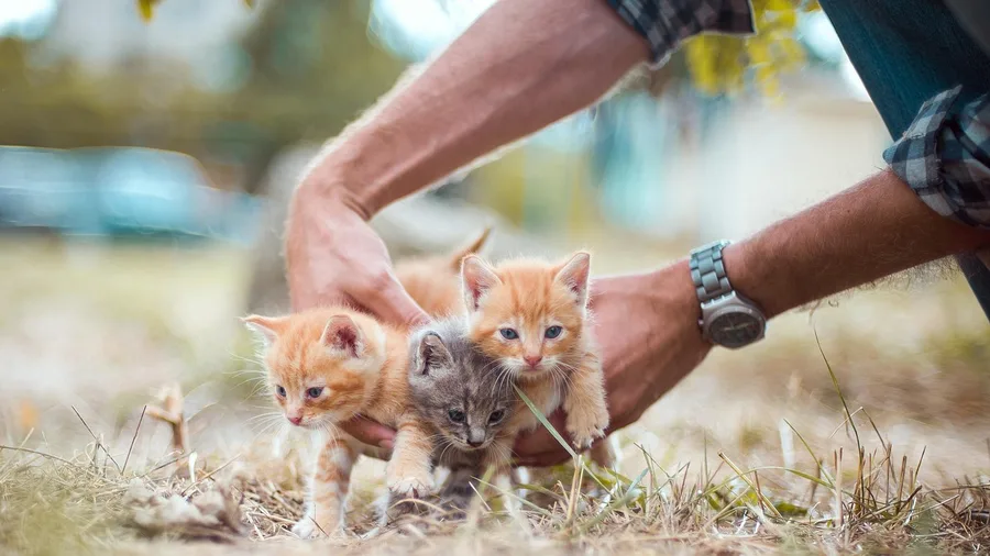 House-Sitting Networks Slash Living Expenses Through Slow Travel