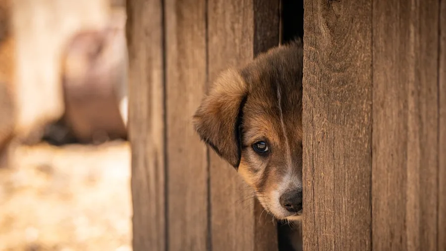 Animal Rescue Operations Fund Themselves Through Grants and Donations