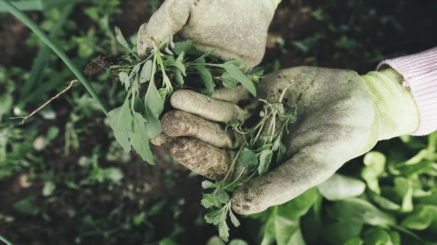 Garden know-how sells as seasonal maintenance